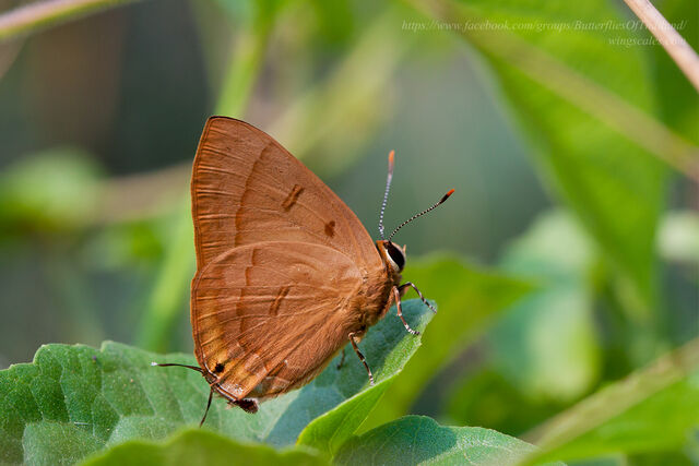 Rapala pheretima petosiris