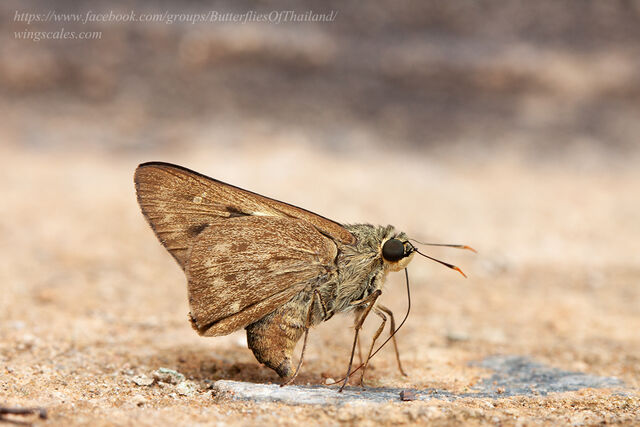 Pithauria stramineipennis stramineipennis