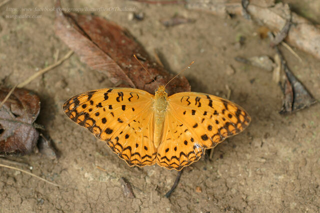 Phalanta phalantha phalantha