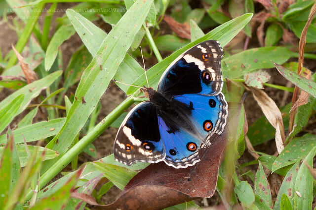 Junonia orithya wallacei