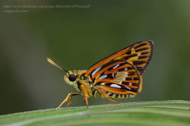 Pyroneura callineura natalia