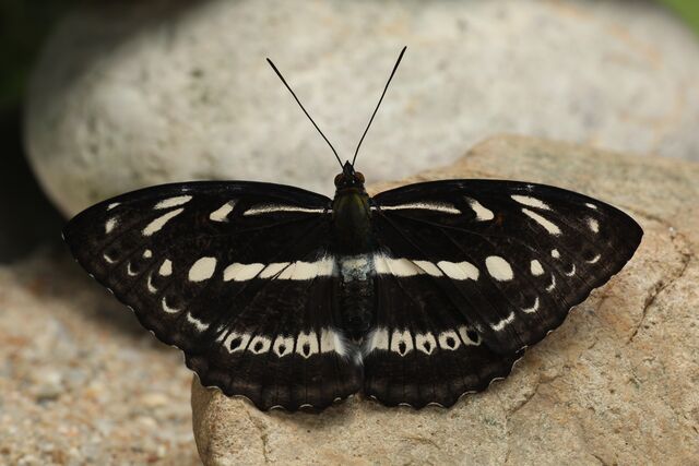 Limenitis asura asura