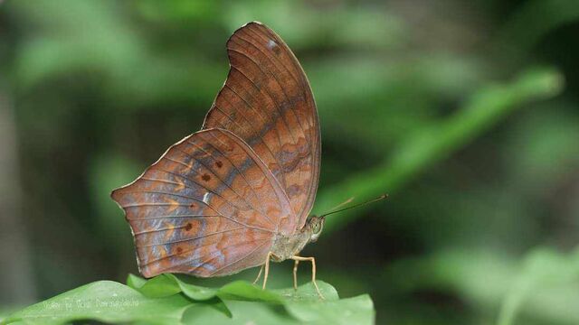 Terinos clarissa lioneli