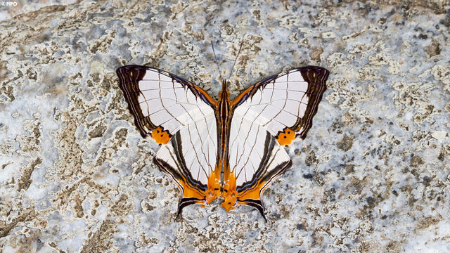 Cyrestis nivea nivalis