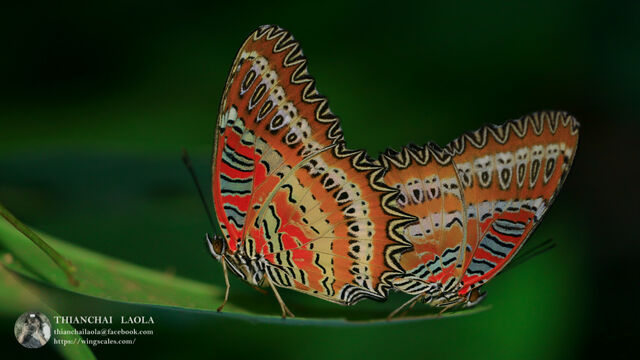 Cethosia biblis biblis