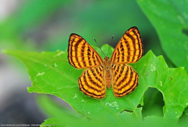 Zemeros emesoides emesoides