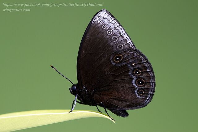 Mandarinia regalis baronesa