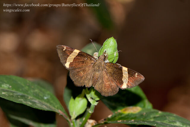 Aurivittia aurivittata