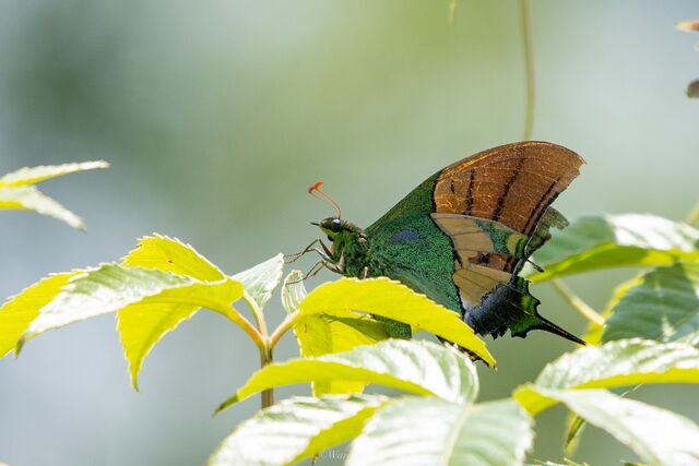 Teinopalpus imperialis imperatrix