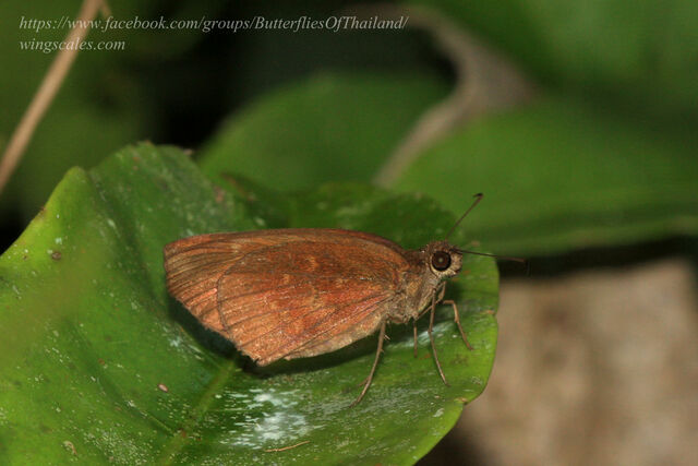 Psolos fuligo fuligo