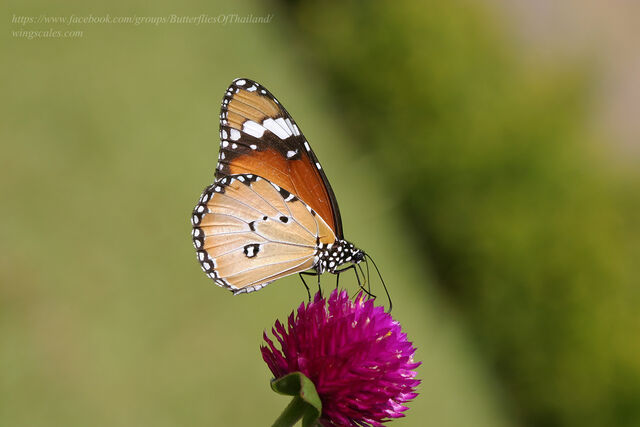 Danaus chrysippus chrysippus