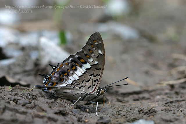 Eriboea solon sulphureus