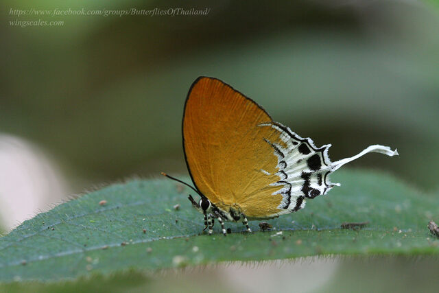 Eooxylides tharis distanti