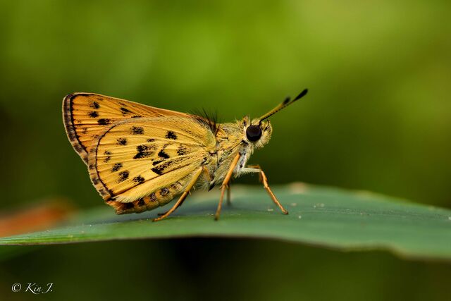 Potanthus pseudomaesa clio