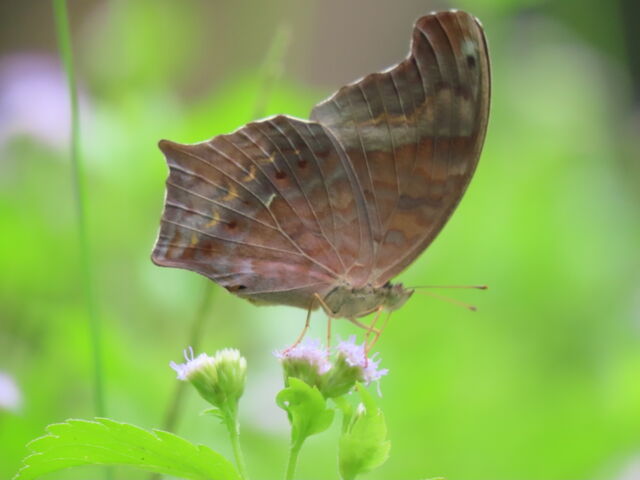 Terinos clarissa militum