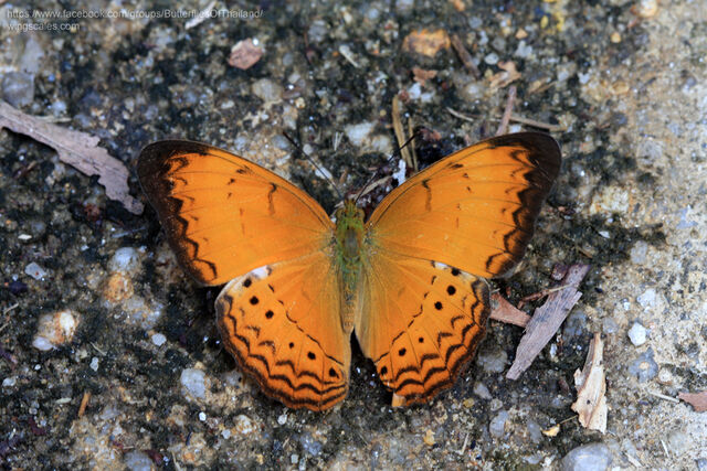 Cirrochroa surya siamensis