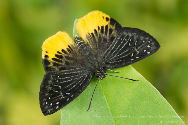 Mooreana trichoneura pralaya