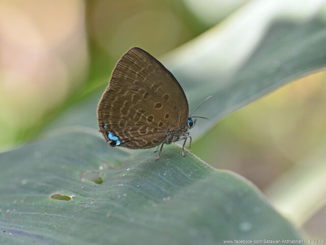 Arhopala muta maranda