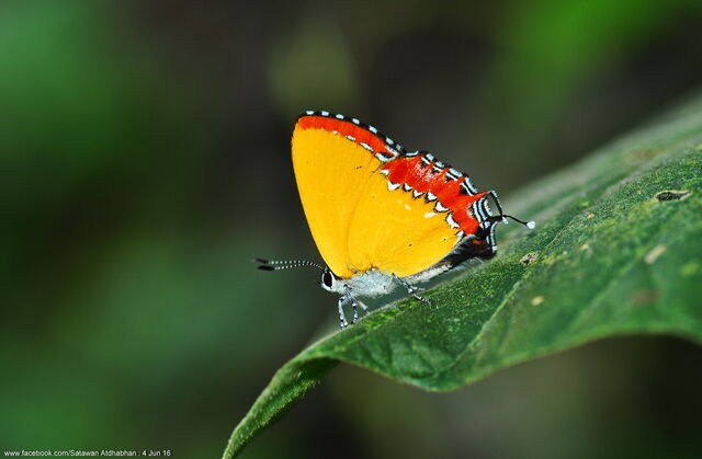 Heliophorus epicles tweediei