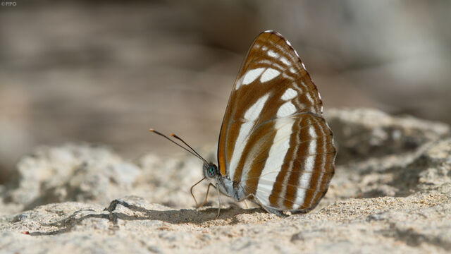 Neptis clinia susruta