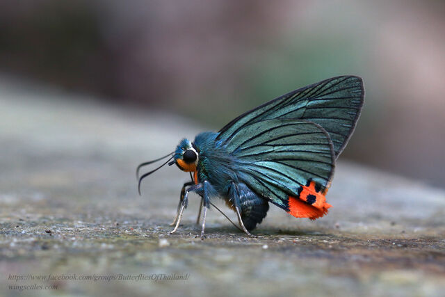 Choaspes benjaminii japonica