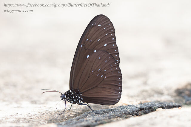 Euploea mulciber mulciber