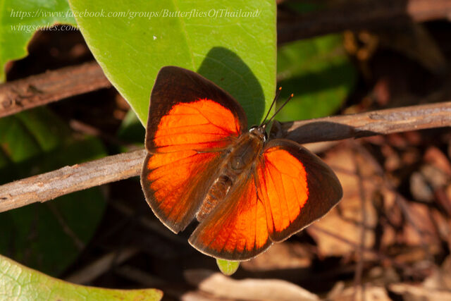 Curetis saronis indosinica