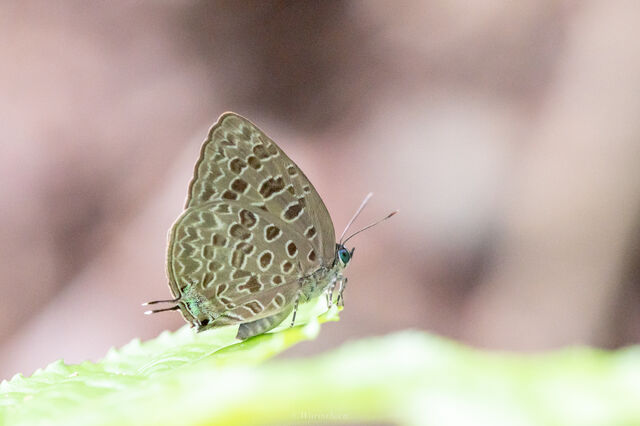 Arhopala alitaeus mirabella