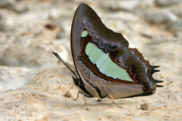 Polyura athamas athamas