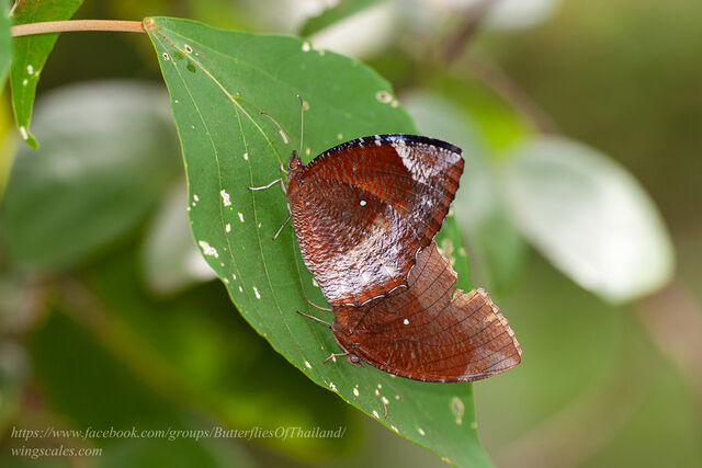 Elymnias hypermnestra violetta