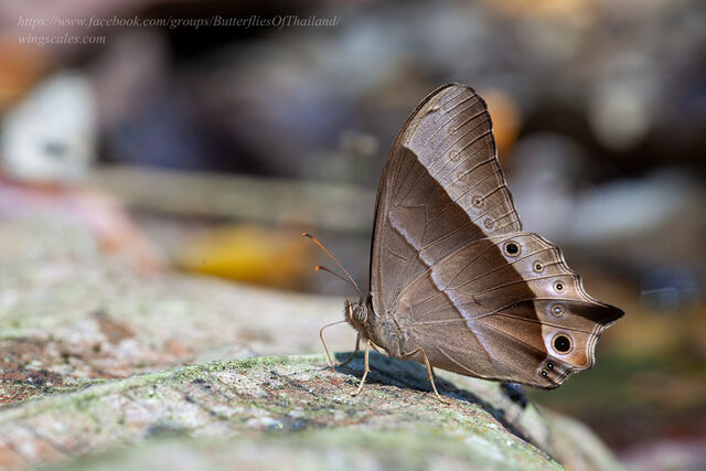 Lethe vindhya vindhya