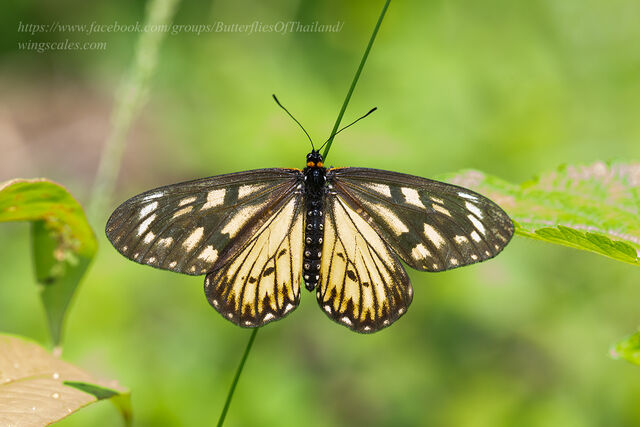 Telchinia issoria sordice