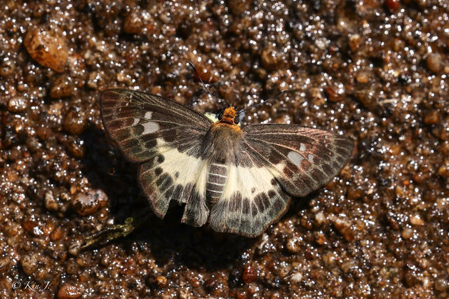 Gerosis phisara phisara