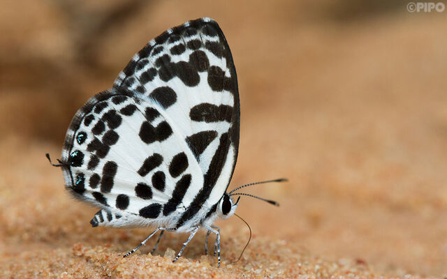 Castalius rosimon rosimon