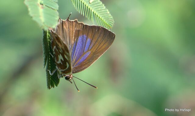 Iraota timoleon timoleon