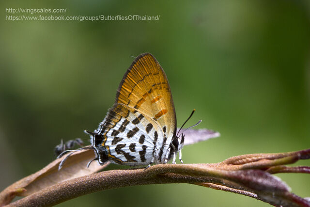 Drupadia rufotaenia archbaldi