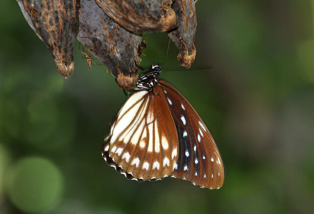 Penthema darlisa darlisa