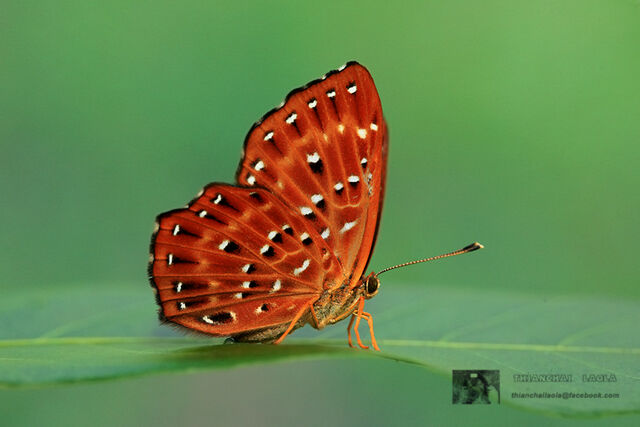 Zemeros flegyas allica