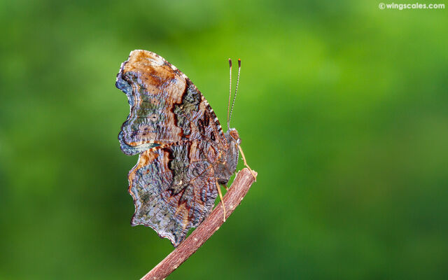 Nymphalis canace canace