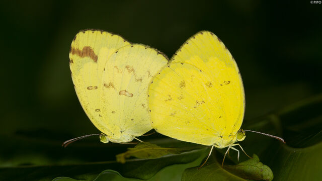 Eurema hecabe hecabe