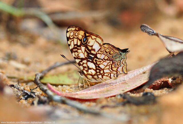 Symbrenthia hypatia chersonesia