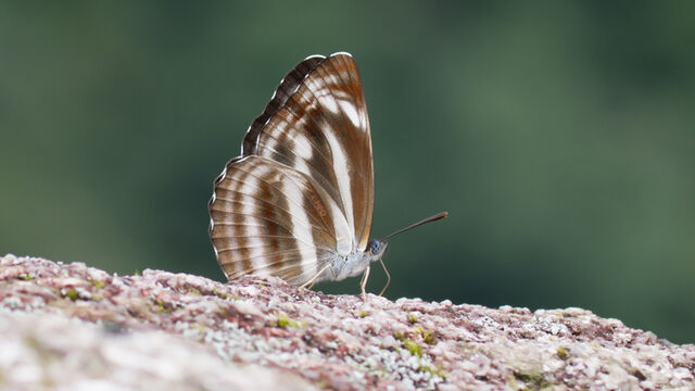 Neptis nashona aagaardi