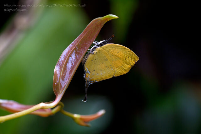 Yasoda tripunctata tripunctata