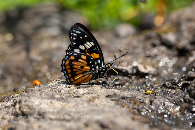 Sephisa chandra chandra