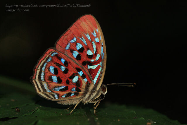 Paralaxita telesia lyclene