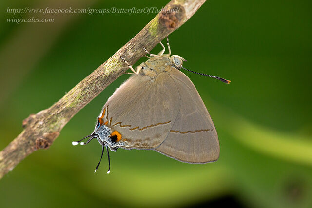 Creon cleobis cleobis