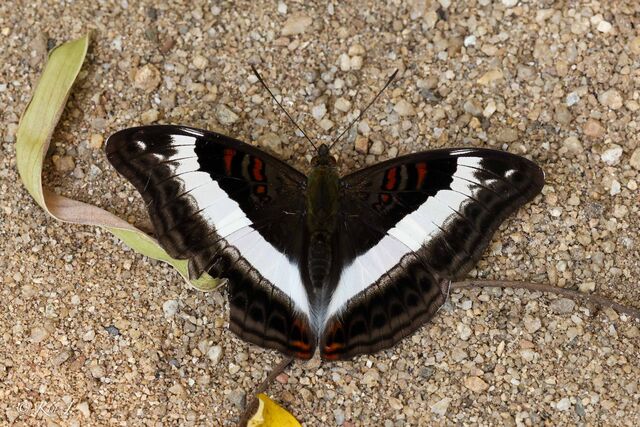 Limenitis dudu secius