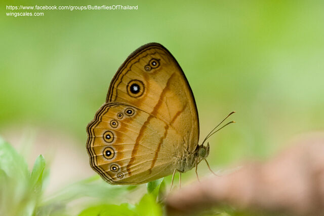 Mycalesis anapita anapita