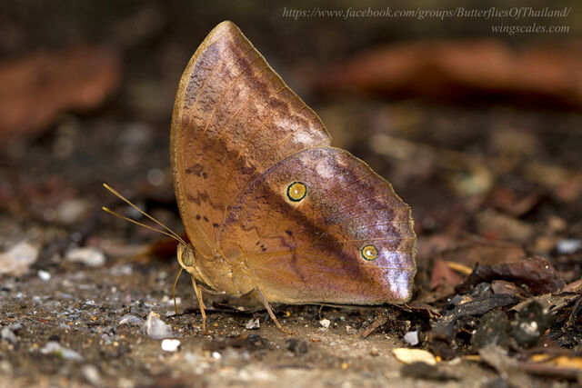 Discophora sondaica zal