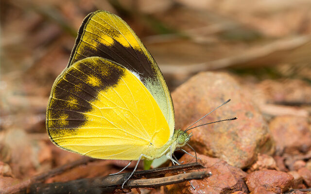 Appias paulina adamsoni